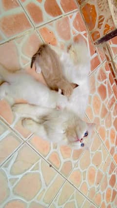 Persian Kittens