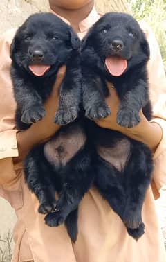 German Shepherd puppies for sale