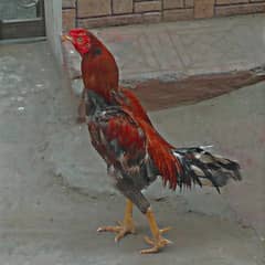 sleta