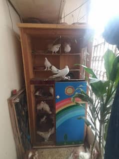 Pigeons