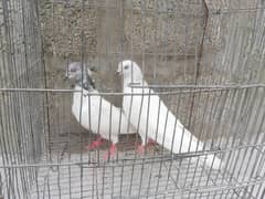 kabli pair sale. . .