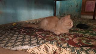 Persian Cat forsale