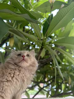 Persian Kitten Triple Coat For Sale