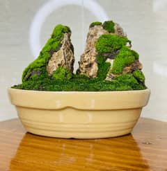 Mountain Miniature model in Bonsai pot #Bonsai #art #plants #rock