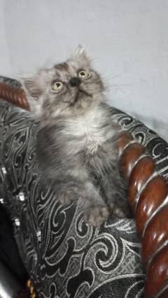 Kitten | Persian Kitten | Grey Male Kitten |  Double Coated Kitten
