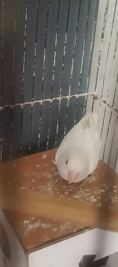 Albino red eye pair