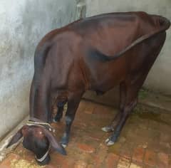 jersy cholitani cross wachi