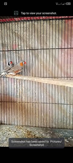 finch