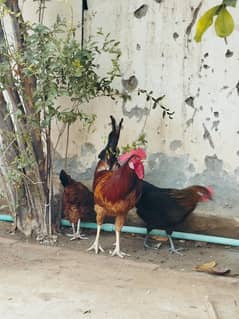 one Cock and Two eggs laying hens (mature)