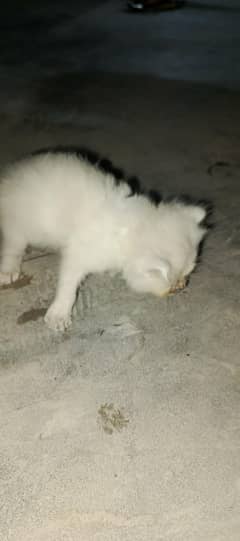 kitten for sale