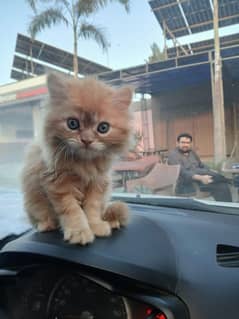Persian Cat For sale