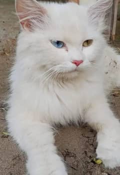 Russian cat with blue eyes available at Lahore