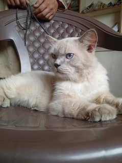 For sale cat contct 03016626904