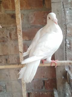 qasid