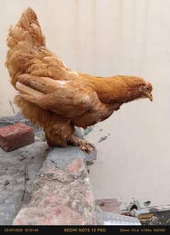 Golden heavy buff female available for sale
