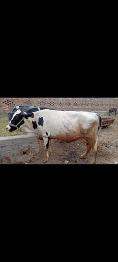 freezan cholistani cross cow / frizan/ jarsi cow/gaee/گائے