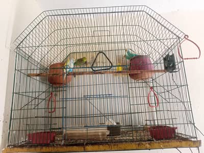 new cage only cage