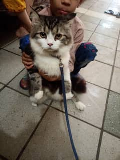 good cat