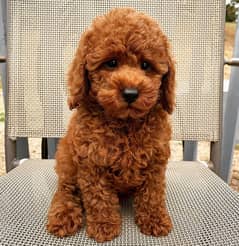American Poodle puppies  available for sale