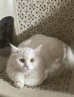 persian