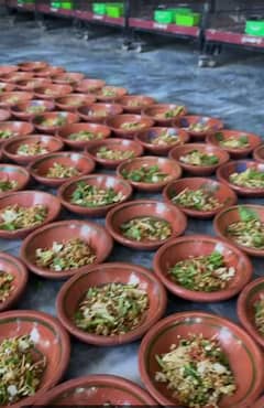 birds eating pots per piece 30 rs and soft food plate 50 rs