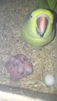 ringneck