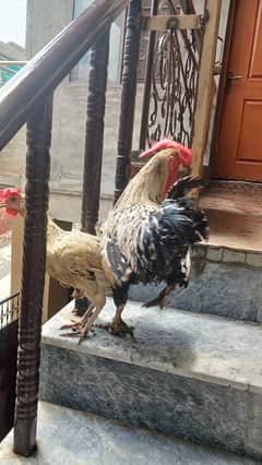 murga aur murgi