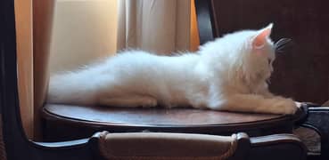 Persian Kittens - aged 4 Months 13 Days.