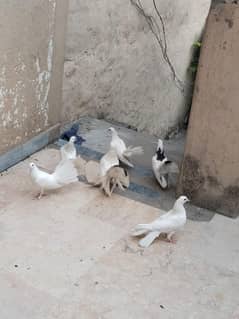 Laka Pigeon