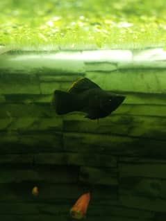 aquarium and fishes