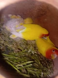 lovebird