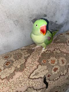 Green parrot talking parrot