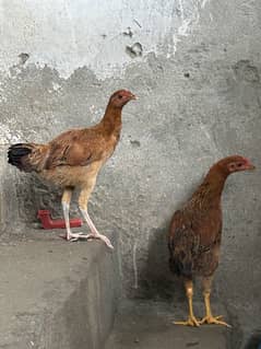 Pair