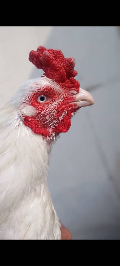 Heera paper White aseel