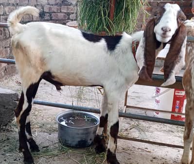 hi6 Months pure breed Male Bakra for sale