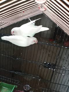 for sale