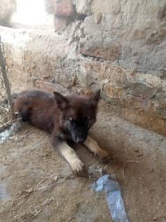 Dog for sale sation  full active dog and beautiful