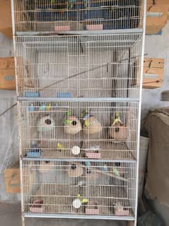 Lovebirds and cage
