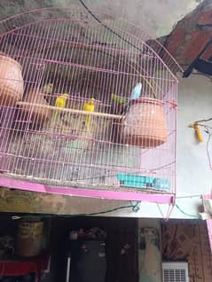 Australian parrot ha 4 pairs