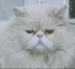Piki