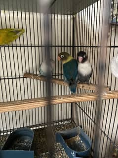 Black Move Lovebird