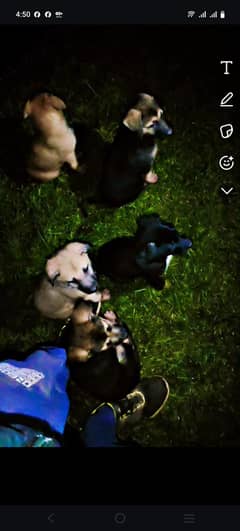 working line German shepherd and Belgium malanois puppy available