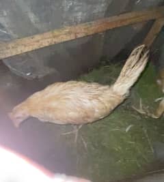 Aseel and desi chicks for sale