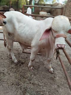 Barhaman Gulabi