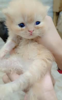 3years age of babies cats agar kese ko chaheye to btai