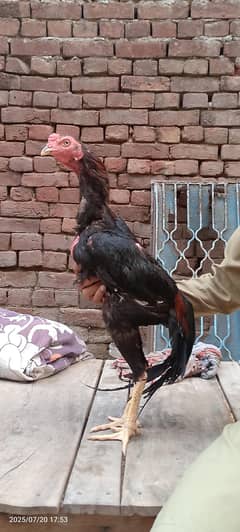 Aseel