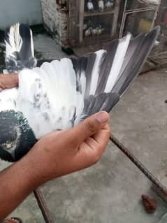 paty  patey ha