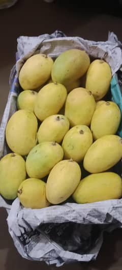 Desi Mango VIP