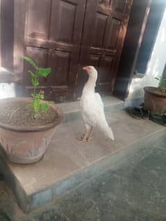Aseel A+quality Female