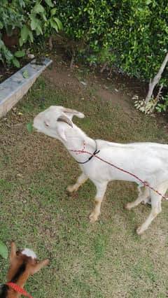 Teddy Bakra Bangali Teddy Bakra Gulabi Teddy Teddy bakri